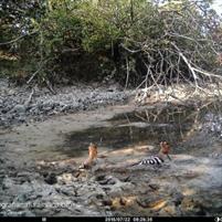 FOTOTRAPPOLA IDS SCOUT HDCAM  GPRS 12MPX