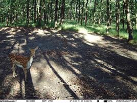 FOTOTRAPPOLA  MINI IR PLUS CLOUD GPS 20 Mpx