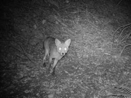 FOTOTRAPPOLA IDS SOLAR WIFI 30MPX